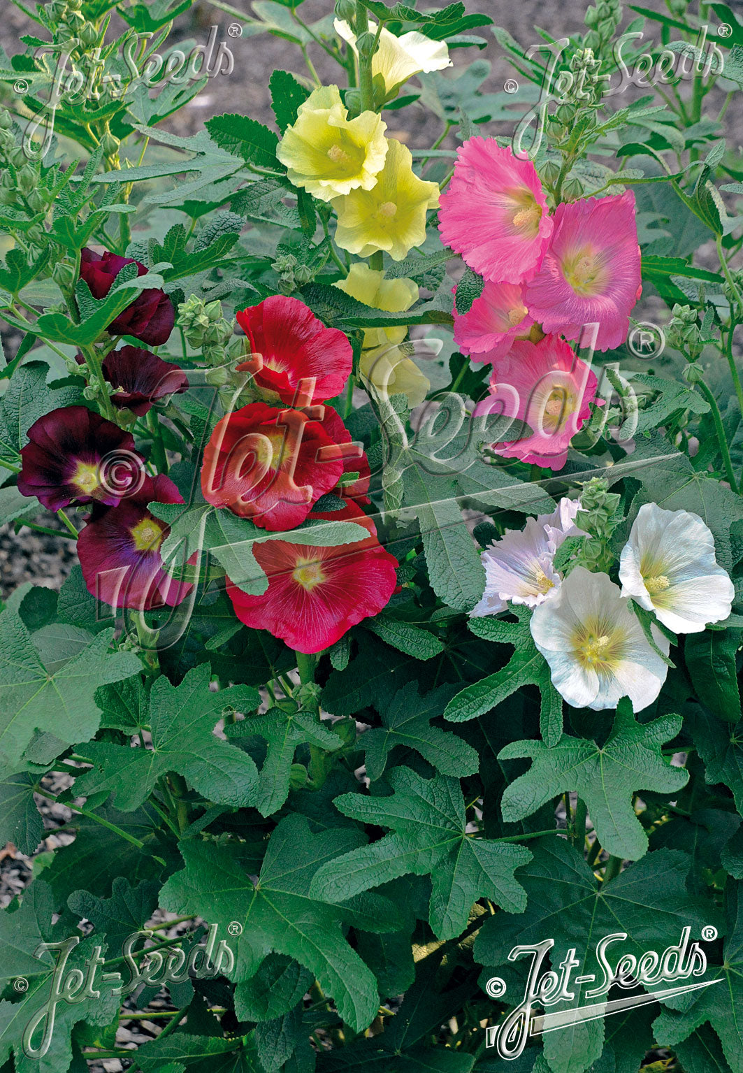 ALCEA Ficifolia-Hybr. 'Las Vegas'