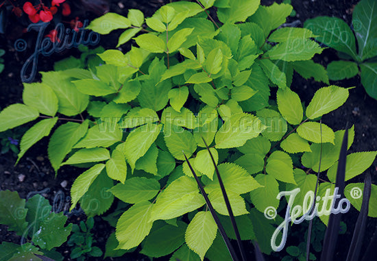 Aralia cordata f. aurea (Golden Japanese Spikenard)