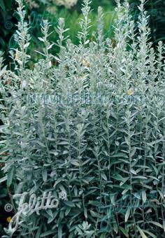 ARTEMISIA ludoviciana (White Sage, Prairie Sage)