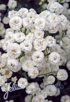 Achillea ptarmica fl. pl. 'Noblessa' (Double Sneezewort)