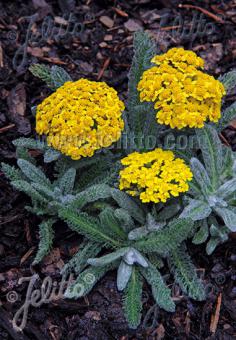 Achillea tomentosa 'Golden Fleece' (Woolly Yarrow)