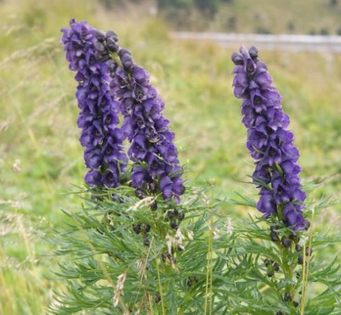 Aconitum 'Henry I Sparks Variety' (Monkshood)