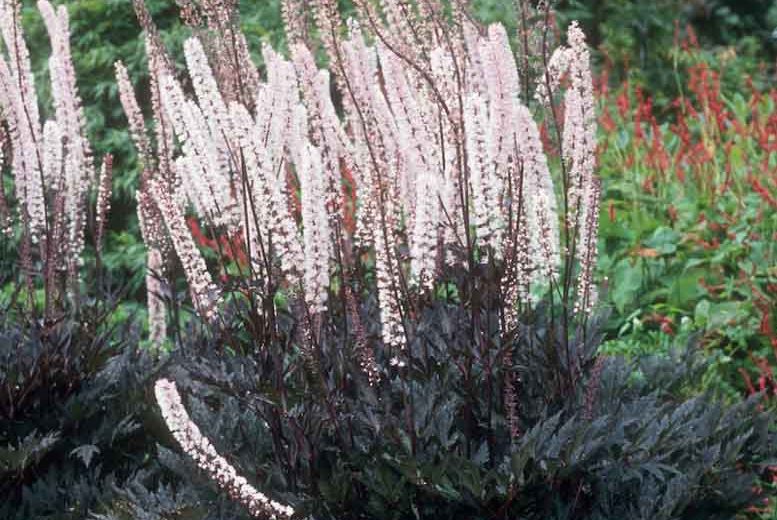 Actaea simplex 'Pink Spike'