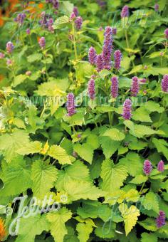 Agastache rugosa 'Golden Jubilee' (Korean Mint)