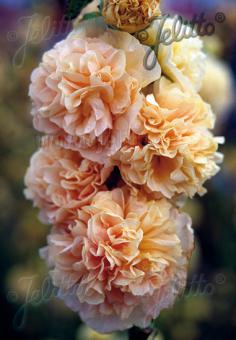Alcea rosea plena Chaters-Series 'Chaters Chamois' (Hollyhock)