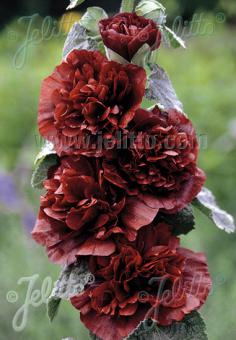 Alcea rosea plena Chaters-Series 'Chaters Chestnut-Brown' (Hollyhock)
