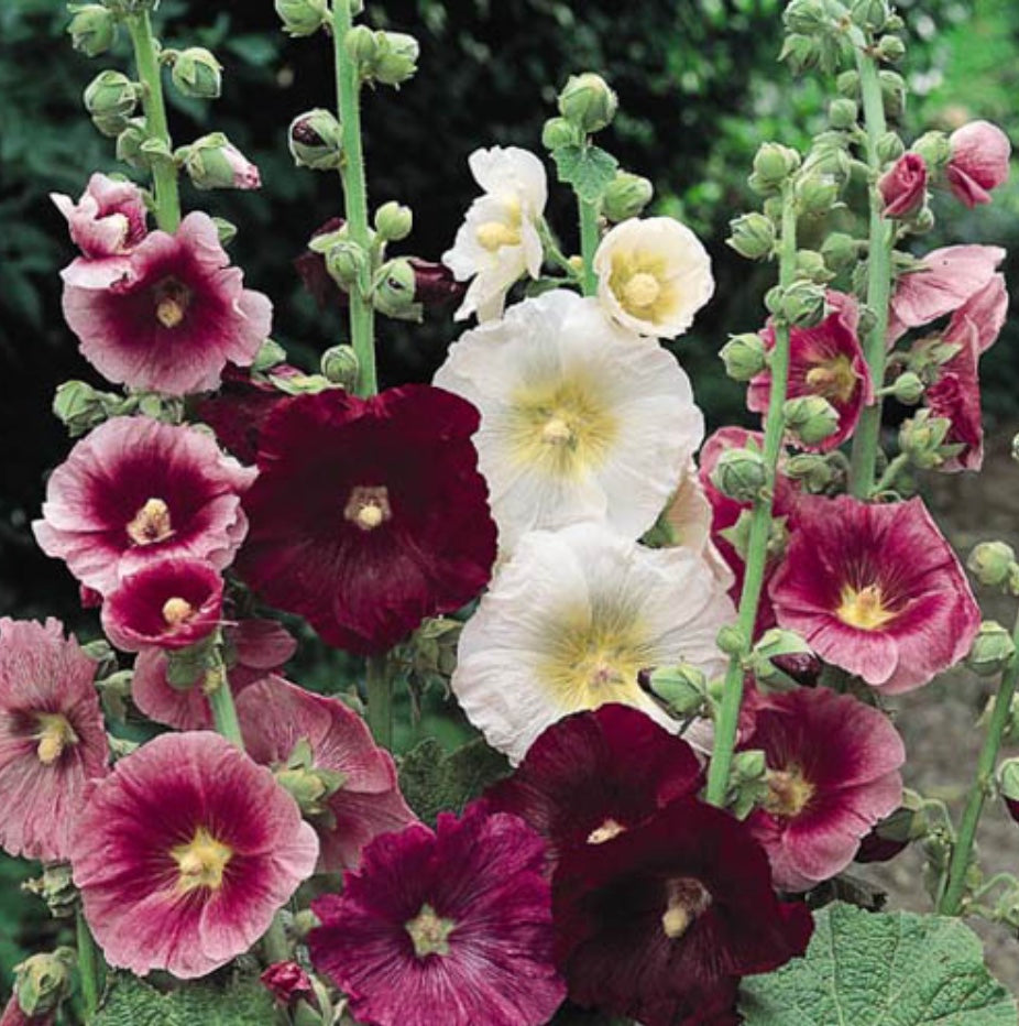 Alcea rosea 'Indian Spring' (Hollyhock)