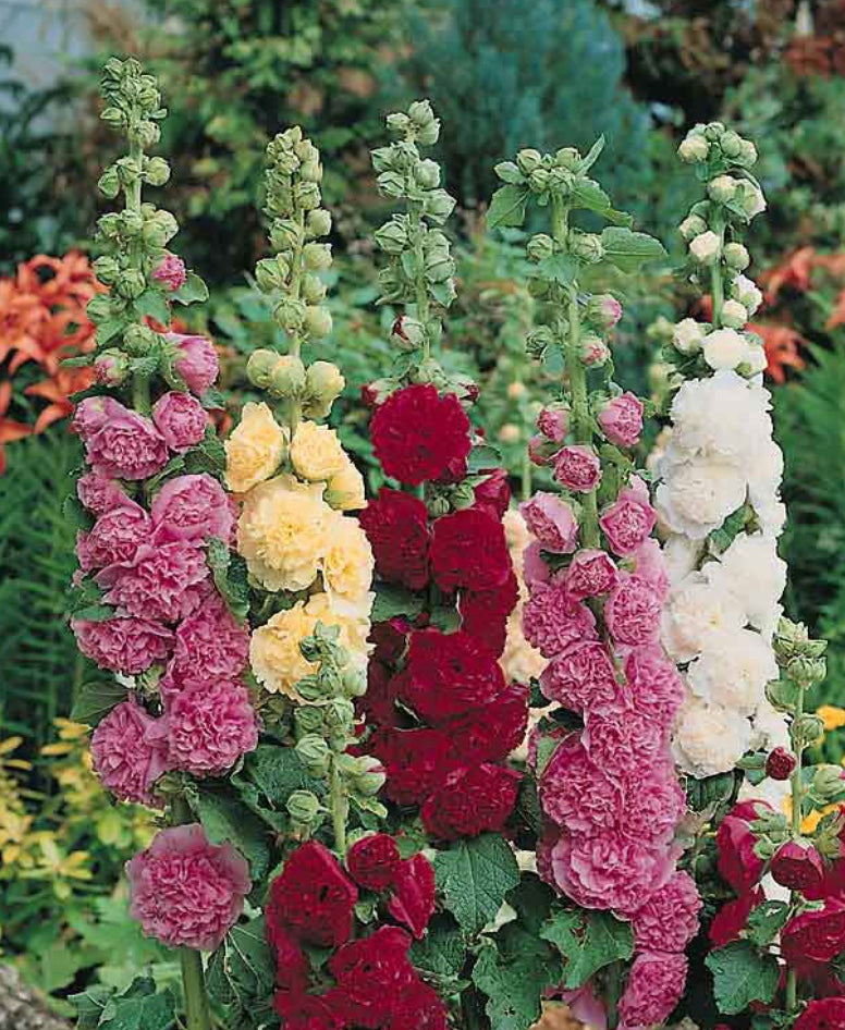 Alcea rosea 'Summer Carnival' (Hollyhock)