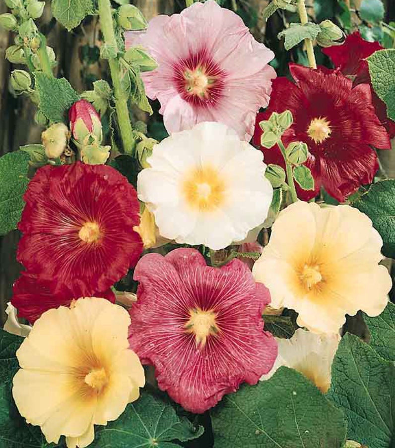 Alcea rosea subsp. ficifolia (Antwerp Fig Leaf Hollyhock)