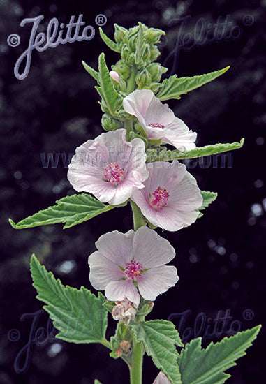 Althaea officinalis (Marshmallow)