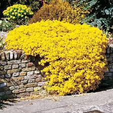 Alyssum saxatile 'Basket of Gold Compacta' (Compact Basket of Gold)