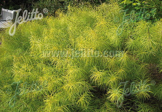 Amsonia hubrichtii (Threadleaf Bluestar)