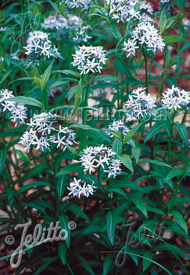 Amsonia tabernaemontana (Eastern Bluestar)