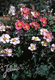 Anemone hupehensis (Japanese Anemone)