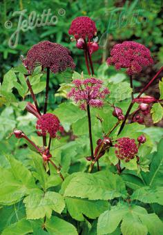 Angelica gigas (Korean Angelica)