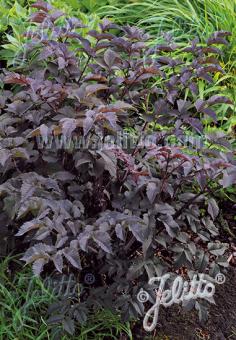 Angelica sylvestris 'Ebony' (Purple Angelica)