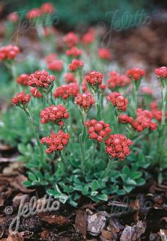 Antennaria dioica 'Rubra' (Red Mountain Everlasting)