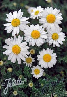 Anthemis cretica ssp. carpatica 'Karpatenschnee' (Carpathian Snow Chamomile)