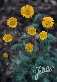 Anthemis sancti-johannis (St. John’s Chamomile)