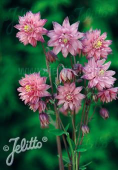 Aquilegia 'Rose Barlow' (Columbine)