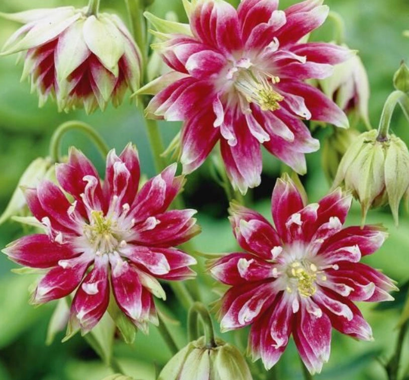 Aquilegia 'Nora Barlow' (Columbine)