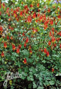 Aquilegia canadensis (Wild Columbine)