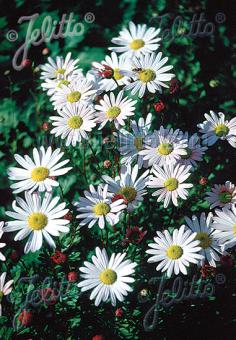 Arctanthemum arcticum (Arctic Daisy)
