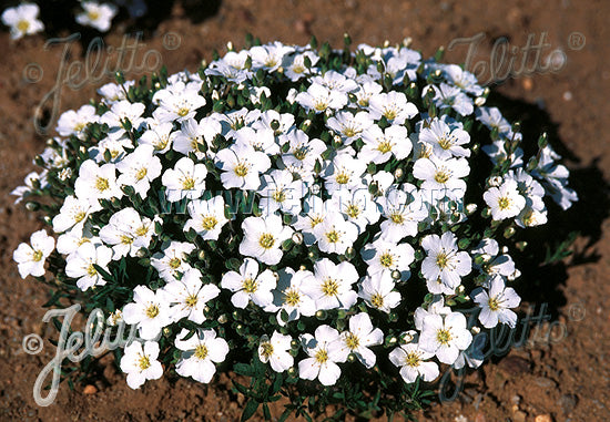 Arenaria montana (Mountain Sandwort)