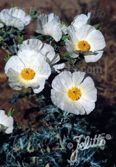 Argemone polyanthemos (Prickly Poppy)