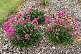 Armeria maritima (Sea Thrift)