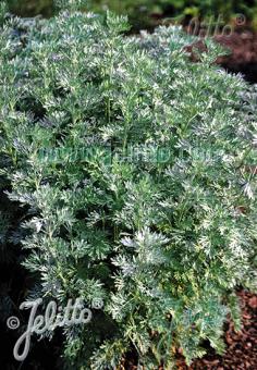 Artemisia absinthium (Wormwood)