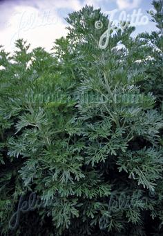 Artemisia absinthium 'Silverado' (Wormwood)