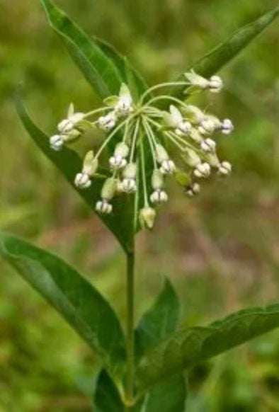 Asclepias exaltata (Poke Milkweed)