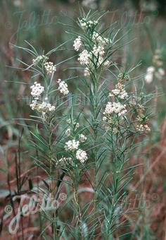 Asclepias verticillata (Whorled Milkweed)