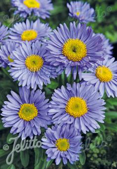 Aster alpinus 'Goliath' (Alpine Aster)