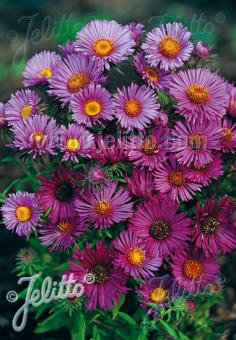 Aster novae-angliae (New England Aster)