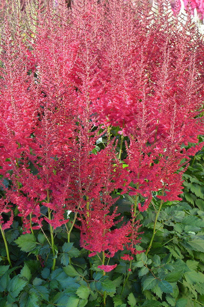Astilbe 'Hot Pearls' PBR