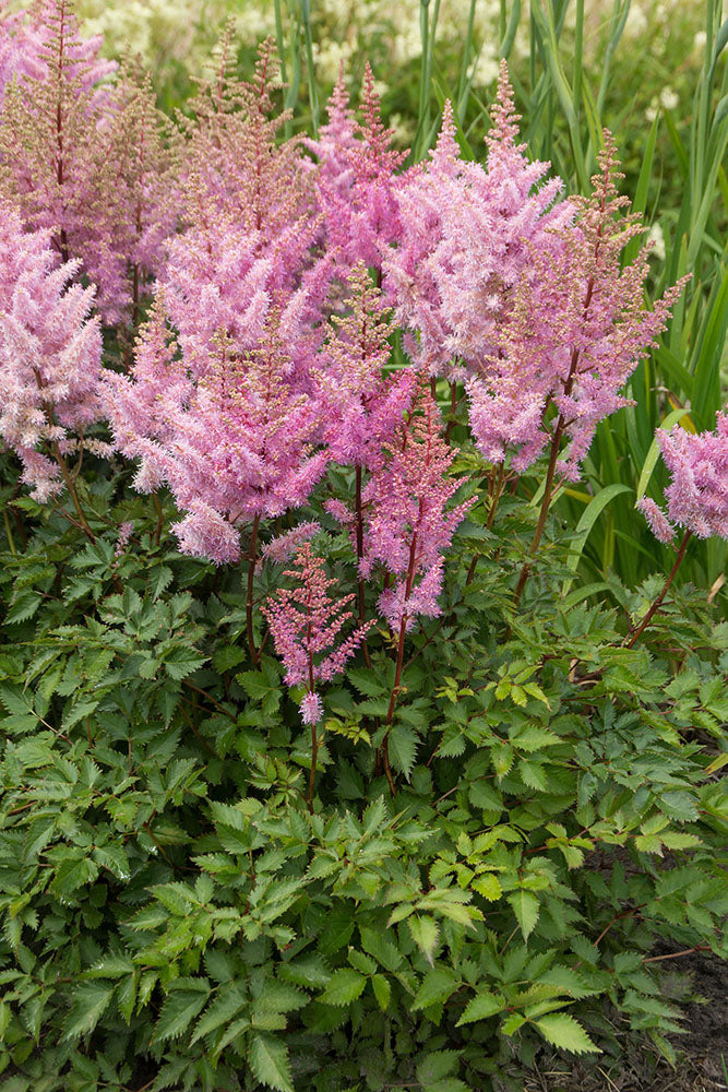 Astilbe Ice Cream PBR