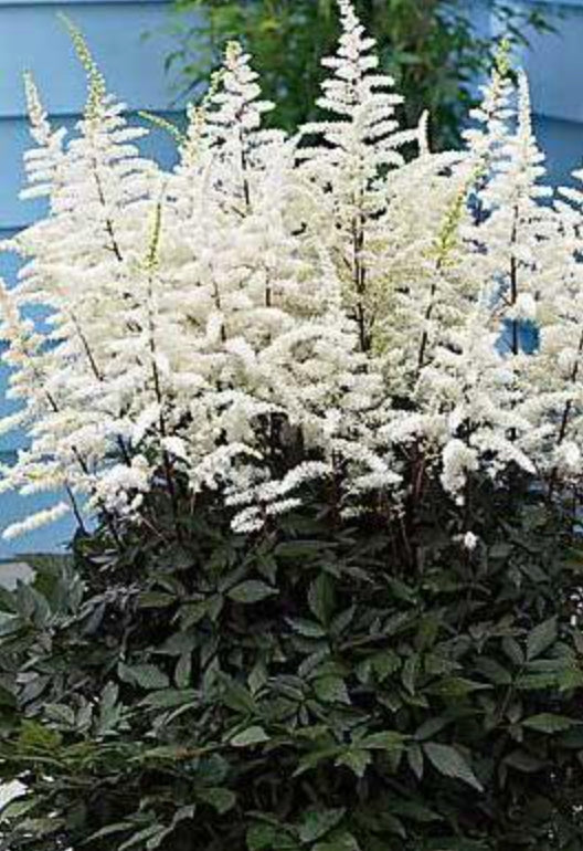 Astilbe Cappuccino