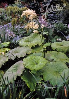 Astilboides tabularis (Shieldleaf Rodgersia)