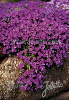 Aubrieta x cultorum 'Royal Cascade Purple-Violet' (Rock Cress)