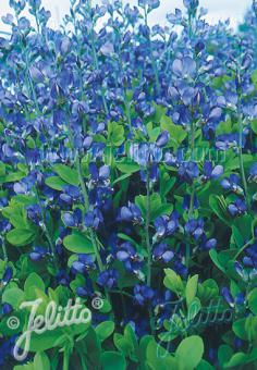 Baptisia australis (Blue False Indigo)