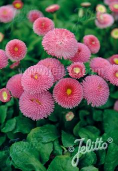 Bellis perennis 'Super Pompon Pink' (English Daisy)