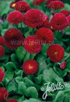 Bellis perennis 'Super Pompon Red' (English Daisy)