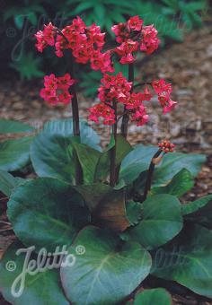 Bergenia cordifolia 'Winterglut' (Heartleaf Bergenia)
