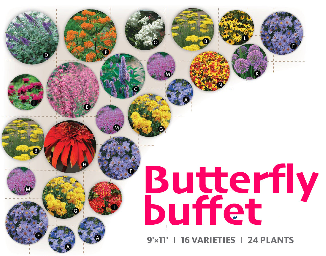 PPG-Butterfly buffet – $288/24 plants
