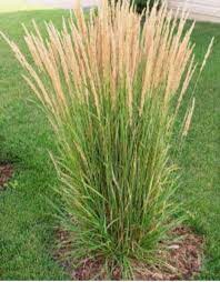 Calamagrostis x acutiflora 'Karl Foerster' (Feather Reed Grass)