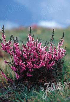 Calluna vulgaris (Heather)