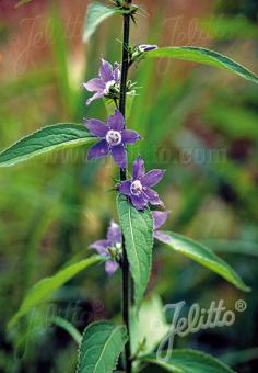 Campanula americana (Tall Bellflower)