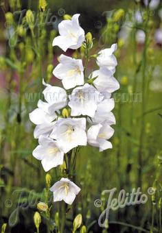 Campanula persicifolia 'Grandiflora Alba' (White Peach-Leaved Bellflower)